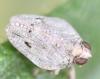 Issus coleoptratus